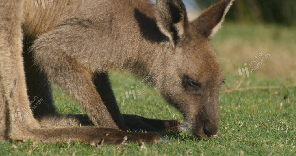 Wallaby Roo MotionElements