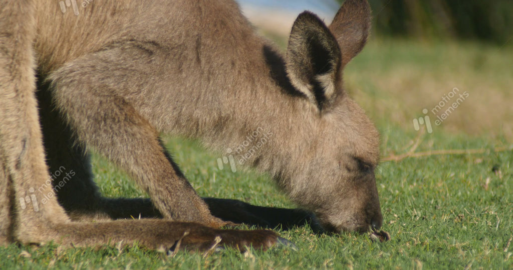Wallaby Roo MotionElements