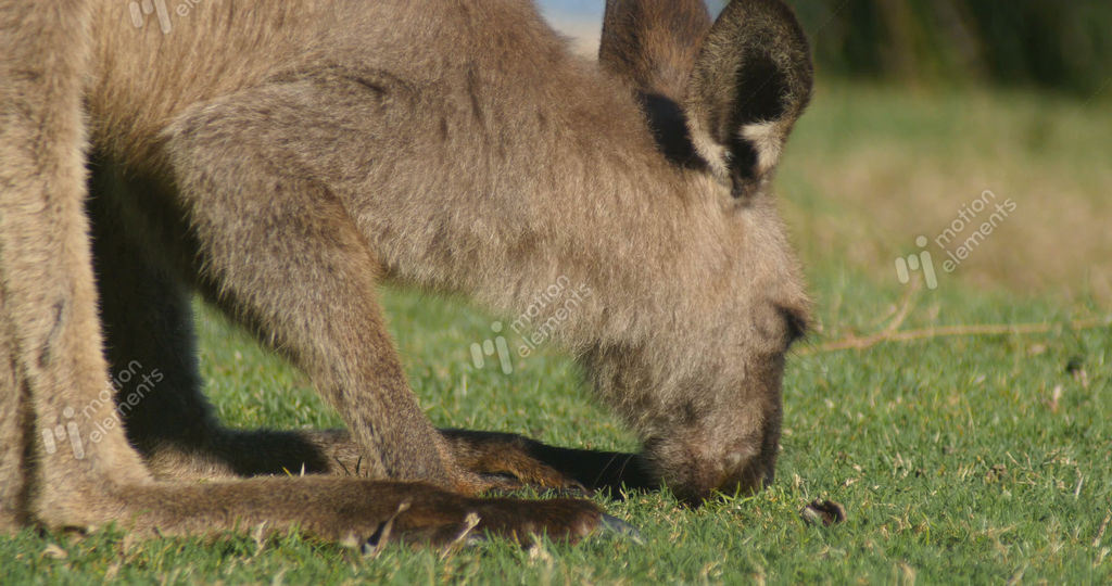 Wallaby Roo MotionElements