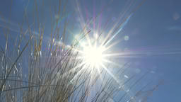 Marram Grass and Sun