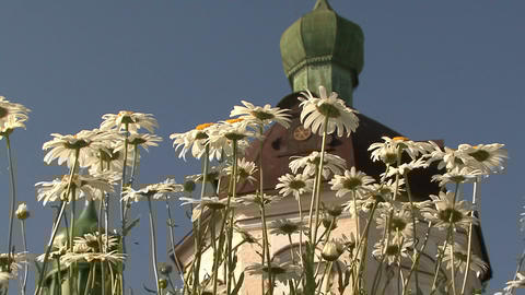 temple chamomile